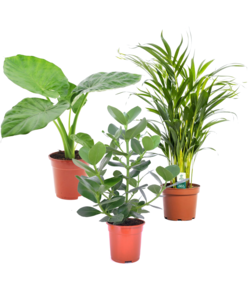 Grün pflanzen - Alocasia, Clusia, Areca - 3er Mischung  - ⌀17cm - Höhe 50-70cm