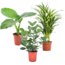 Grün pflanzen - Alocasia, Clusia, Areca - 3er Mischung  - ⌀17cm - Höhe 50-70cm