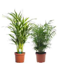 Areca, Chamaedorea - Mix van 2 - Pot 17cm - Hoogte 50-70cm