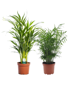 Indendørs palme (Areca och Chamaedorea) - Blanding af 2 - Højde 50-70cm