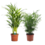 Dwie palmy - Areca, Chamaedorea - Mieszanka 2 - ⌀17cm - Wysokość 50-70cm