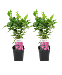 Hibiscus Syriacus - 'Woodbridge' - Lot de 2 - Pot 17cm - Hauteur 25-40cm