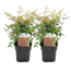 Nandina Gulfstream - Set of 2 - ø17cm - Height 25-40cm