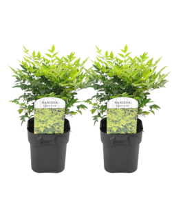 Nandina Lemon Lime - Set van 2 - Pot 17cm - Hoogte 25-40cm