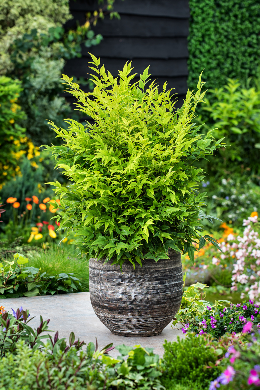 Lemon sale lime nandina