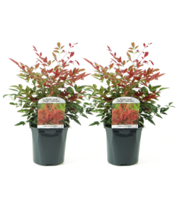 Nandina Obsessed - Set van 2 - Pot 17cm - Hoogte 25-40cm