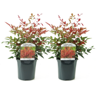 Nandina Obsessed - Ensemble de 2 - Pot 17cm - Hauteur 25-40cm