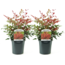 Nandina Obsessed - Set of 2 - ø17cm - Height 25-40cm