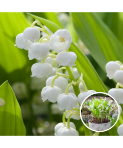 Convallaria Majalis 'Muguet' - rhizome / bulbe à fleur - Lot de 10