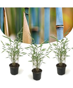 Fargesia papyrifera Grex - Set di 3 bambù blu - Vaso 13 cm - Altezza 30-40 cm