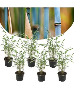 Fargesia Grex - Set di 6 bambù blu - resistente - Vaso 13 cm - Altezza 30-40 cm