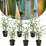 Fargesia Grex - Set di 6 bambù blu - resistente - Vaso 13 cm - Altezza 30-40 cm