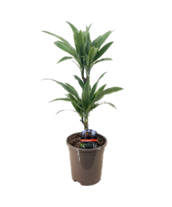 Dracaena deremensis 'Warneckei' - dracena - Vaso 17 cm - Altezza 60-70 cm