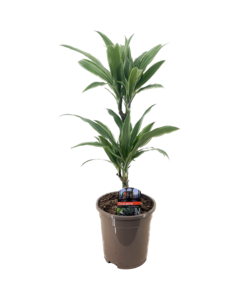 Dracaena deremensis 'Warneckei' - Taille du pot 17 cm - Hauteur 60-70 cm