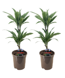 Dracaena deremensis 'Warneckei' - Set de 2 - Taille du pot 17 cm - H 60-70 cm