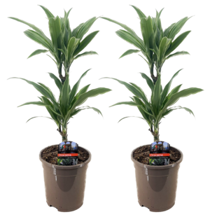 Dracaena deremensis 'Warneckei' - Set of 2 - øsize 17cm - Height 60-70 cm