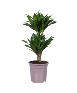 Dracaena deremensis 'Compacta' - Dragontree - ⌀17cm - Height 60 to 70cm