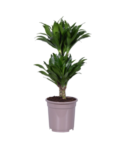 Dracaena deremensis 'Compacta' - Plante d'intérieur - ⌀ 17 cm - Hauteur 60-70cm