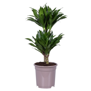 Dracaena deremensis 'Compacta' - Drachenbaum - ⌀ 17 cm - Höhe 60 bis 70 cm