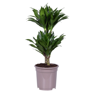 Dracaena deremensis 'Compacta' - Dragontree - ⌀17cm - Height 60 to 70cm