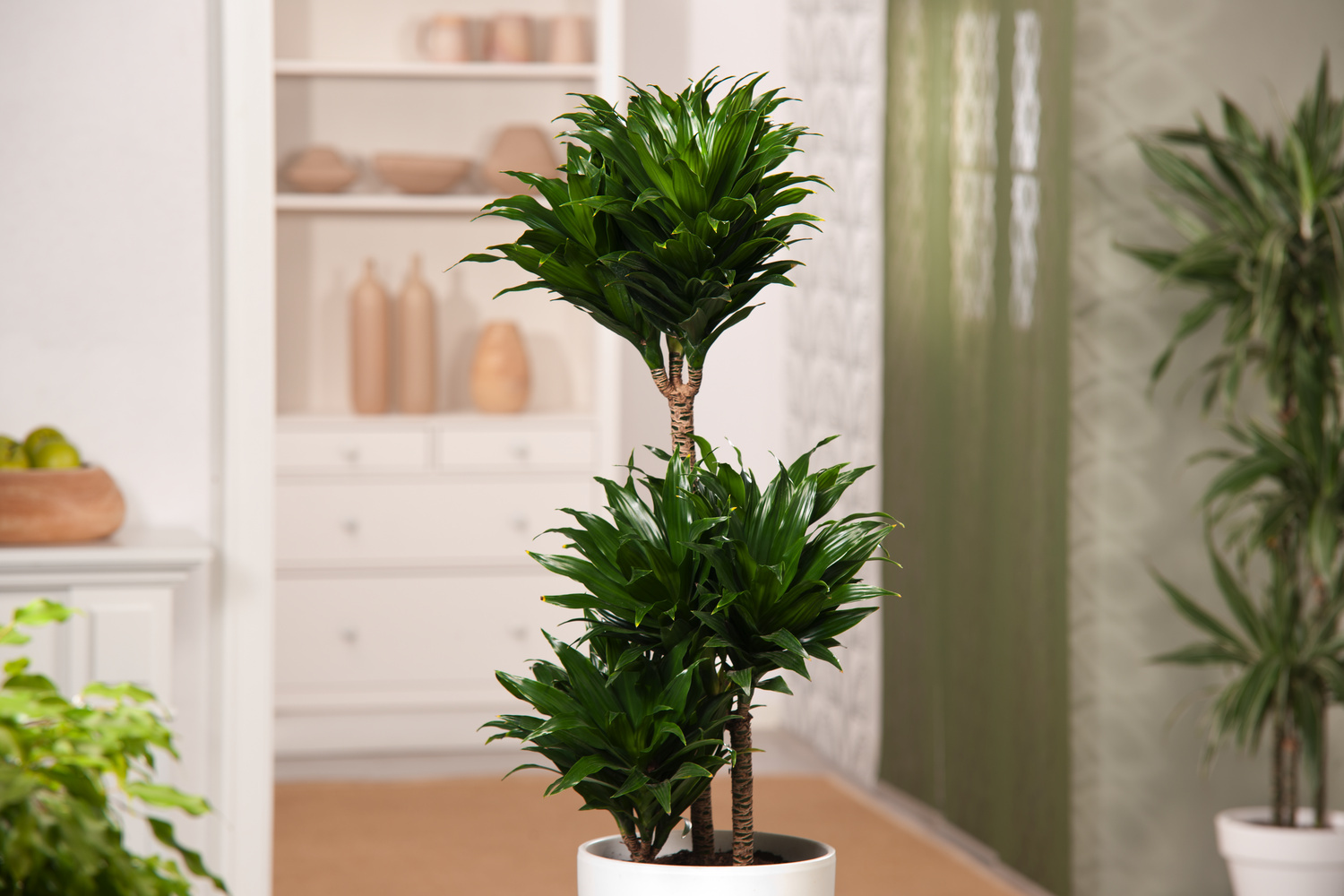 Plantas decorativas de interior: Dracena Deremensis