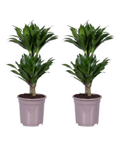 Dracaena deremensis 'Compacta' - Set van 2 - Potmaat 17 cm - Hoogte 60-70 cm