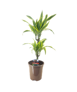 Dracaena Deremensis - Lemon Lime - Drakenbloedboom - Pot 17cm - Hoogte 60-70cm