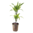 Dracaena Deremensis - Lemon Lime - Drakenbloedboom - Pot 17cm - Hoogte 60-70cm