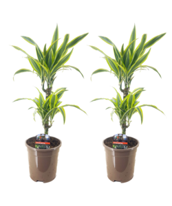 Dracaena Deremensis - Citron Lime - Dragonniers - set de 2