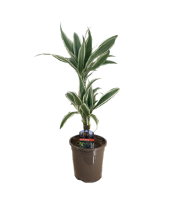 Dracaena Deremensis - Bande blanche - Pot 17cm - Hauteur 60-70cm