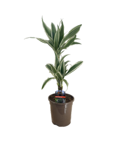 Dracaena Hvid stribe - Stueplante - ø17cm - Højde 60-70cm