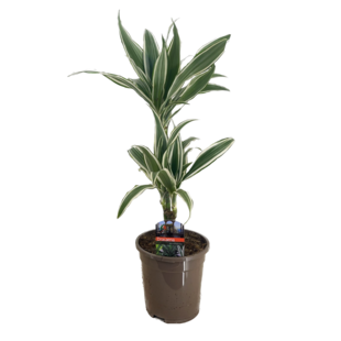Dracaena Deremensis - White Stripe - Pot 17cm - Hoogte 60-70cm