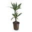 Dracaena Deremensis - White Stripe - Pot 17cm - Hauteur 60-70cm
