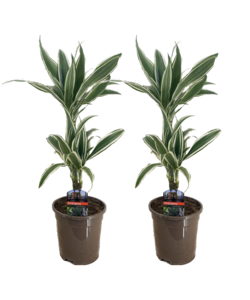 Dracaena Deremensis - Bande blanche - set de 2 - Pot 17cm - Hauteur 60-70cm