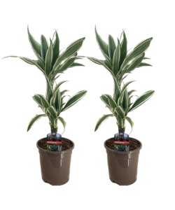 Dracaena Hvid stribe - Stueplante - Sæt med 2 - ø17cm - Højde 60-70cm