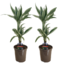 Dracaena Deremensis - White Stripe - Set van 2 - Pot 17cm - Hoogte 60-70cm