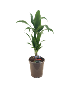 Dracaena Deremensis 'Janet Craig' - Drachenbaum - ⌀17cm - Höhe 60-70cm