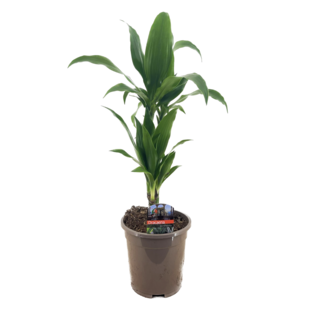 Dracaena Deremensis 'Janet Craig' - Pot 17cm - Hoogte 60-70cm