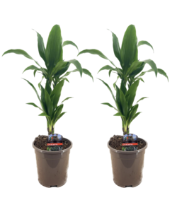 Dracaena Deremensis 'Janet Craig' - Pot 17cm - Hauteur 60-70cm