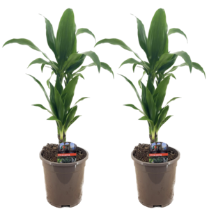 Dracaena Deremensis 'Janet Craig' - 2er Set - Drachenbaum - ⌀17cm - Höhe 60-70cm