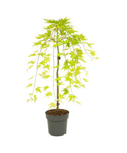 Acer palmatum 'Cascade Gold' - Arce japonés - Maceta 19 cm - Altura 80-90cm