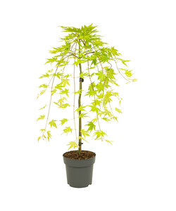 Acer palmatum 'Cascade Gold' - Japanese maple tree - ø19cm - Height 80-90cm