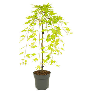 Acer palmatum 'Cascade Gold' - Japanese maple tree - ø19cm - Height 80-90cm