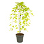 Acer palmatum 'Cascade Gold' - Japanese maple tree - ø19cm - Height 80-90cm