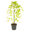 Acer palmatum 'Cascade Gold' - Japanse esdoorn - Hoogte 80-90cm - Pot 19cm