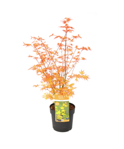 Acer palmatum 'Katsura' - Japanese Maple - Pot 19cm - Height 60-70cm