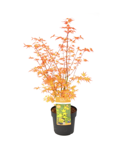 Acer palmatum 'Katsura' - Japansk Ahorntræ - ⌀19cm - Højde 60-70cm