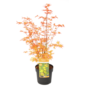 Acer palmatum 'Katsura' - Japanse Esdoorn - Pot 19cm - Hoogte 60-70cm