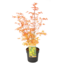 Acer palmatum 'Katsura' - Acero giapponese - Vaso 19cm - Altezza 60-70cm