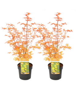 Acer palmatum 'Katsura' - 2er Set - Japanischer Ahorn - Topf 19cm -Höhe 60-70cm